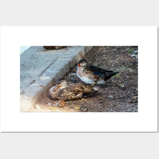 Wood Duck Resting With Another Duck Posters and Art